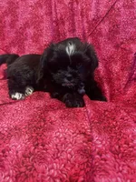 Bella , a female Shih Tzu and Yorkshire Terrier for sale in Naperville, IL – Photo 5 of 8