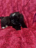 Bella , a female Shih Tzu and Yorkshire Terrier for sale in Naperville, IL – Photo 6 of 8