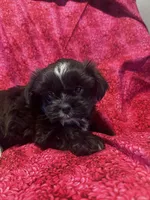 Bella , a female Shih Tzu and Yorkshire Terrier for sale in Naperville, IL – Photo 2 of 8