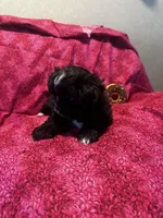 Bella , a female Shih Tzu and Yorkshire Terrier for sale in Naperville, IL – Photo 7 of 8