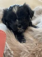 Bella , a female Morkie for sale in Naperville, IL – Photo 10 of 10