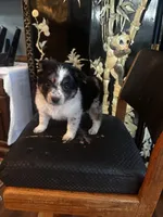 Beth, a female Miniature American Shepherd for sale in Naperville, IL – Photo 4 of 5