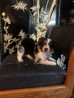 Beth, a female Miniature American Shepherd for sale in Naperville, IL – Photo 1 of 5