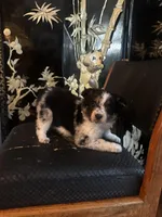 Beth, a female Miniature American Shepherd for sale in Naperville, IL – Photo 2 of 5