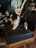 Beth, a female Miniature American Shepherd for sale in Naperville, IL – Photo 5 of 5