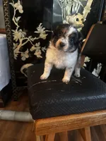 Beth, a female Miniature American Shepherd for sale in Naperville, IL – Photo 3 of 5