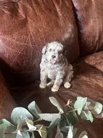 Mr blue eyes *tiny, a male Miniature Aussiedoodle for sale in Naperville, IL – Photo 6 of 10
