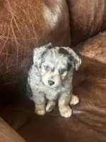 Mr blue eyes *tiny, a male Miniature Aussiedoodle for sale in Naperville, IL – Photo 3 of 10