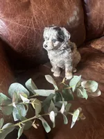 Mr blue eyes *tiny, a male Miniature Aussiedoodle for sale in Naperville, IL – Photo 8 of 10