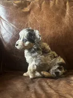 Mr blue eyes *tiny, a male Miniature Aussiedoodle for sale in Naperville, IL – Photo 5 of 10