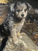 Mr blue eyes *tiny, a male Miniature Aussiedoodle for sale in Naperville, IL – Photo 7 of 10