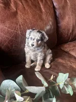 Mr blue eyes *tiny, a male Miniature Aussiedoodle for sale in Naperville, IL – Photo 2 of 10