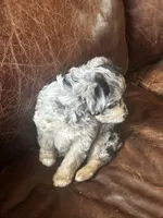 Mr blue eyes *tiny, a male Miniature Aussiedoodle for sale in Naperville, IL – Photo 10 of 10