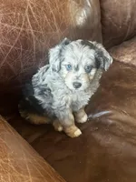 Mr blue eyes *tiny, a male Miniature Aussiedoodle for sale in Naperville, IL – Photo 4 of 10