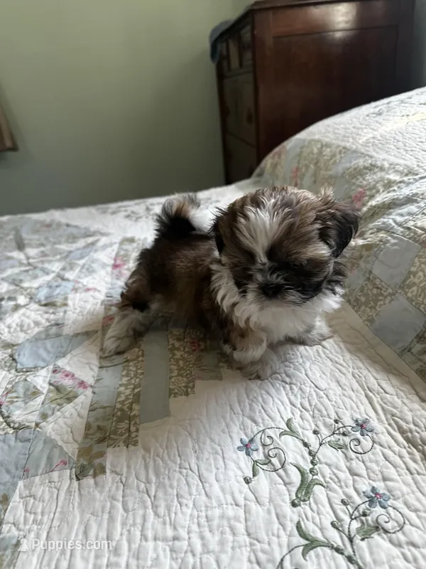 AKC benny – Shih Tzu puppy for sale in Naperville, IL