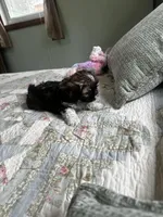 AKC benny, a male Shih Tzu for sale in Naperville, IL – Photo 6 of 6