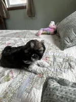 AKC benny, a male Shih Tzu for sale in Naperville, IL – Photo 3 of 6