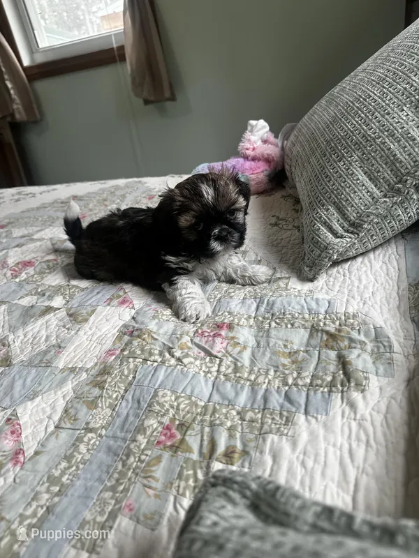 AKC benny, a male Shih Tzu for sale in Naperville, IL – Photo 1 of 6