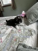 AKC benny, a male Shih Tzu for sale in Naperville, IL – Photo 1 of 6