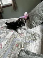 AKC benny, a male Shih Tzu for sale in Naperville, IL – Photo 4 of 6