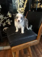 Benny, a female Miniature American Shepherd for sale in Naperville, IL – Photo 2 of 3