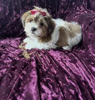 Benny, a male Shichon for sale in Naperville, IL – Photo 2 of 4