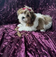 Benny, a male Shichon for sale in Naperville, IL – Photo 3 of 4