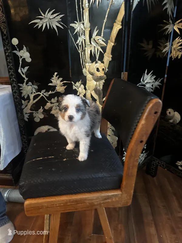 Benny – Miniature American Shepherd puppy for sale in Naperville, IL