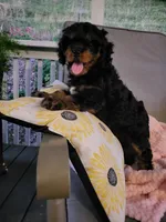 DAISY , a female Cavapoo for sale in Lyons, NY – 2 of 5