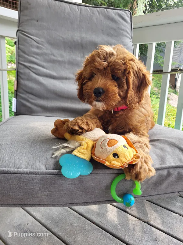 Iris  – Cavapoo puppy for sale in Lyons, NY