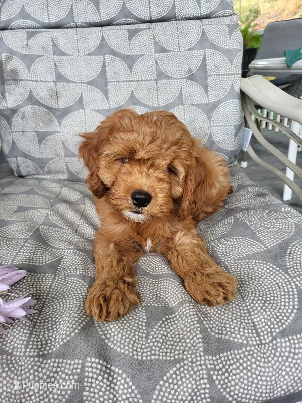 Iris  – Cavapoo puppy for sale in Lyons, NY