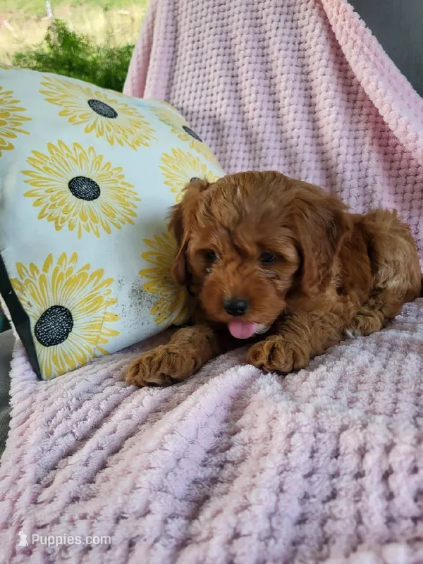 Iris  – Cavapoo puppy for sale in Lyons, NY