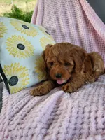 Iris , a female Cavapoo for sale in Lyons, NY – 1 of 4