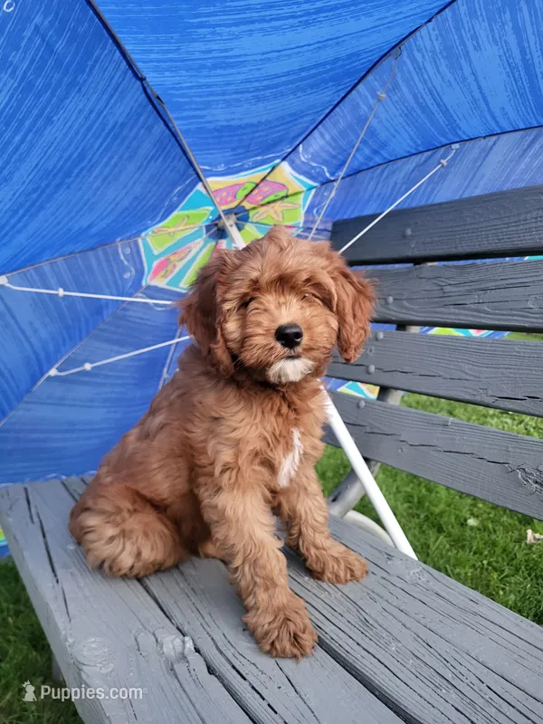 Iris  – Cavapoo puppy for sale in Lyons, NY