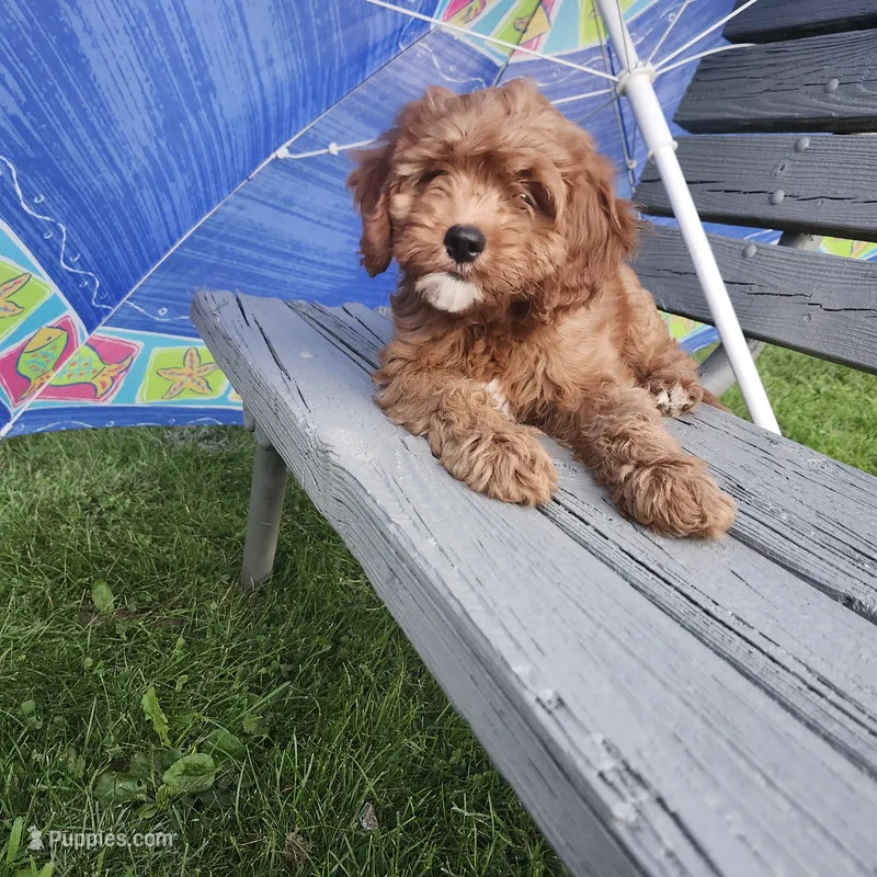 Iris  – Cavapoo puppy for sale in Lyons, NY