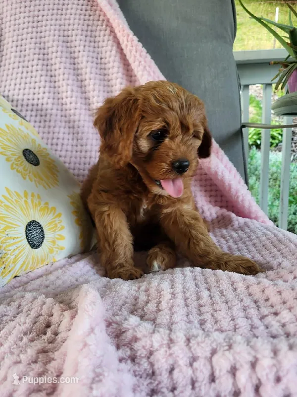 Iris  – Cavapoo puppy for sale in Lyons, NY