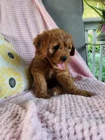 Iris , a female Cavapoo for sale in Lyons, NY – 4 of 4