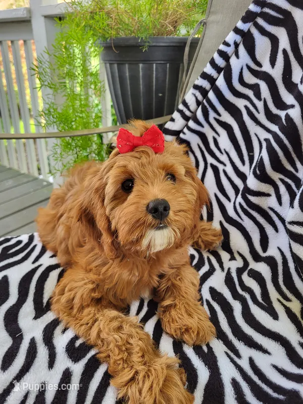 Iris  – Cavapoo puppy on hold in Lyons, NY