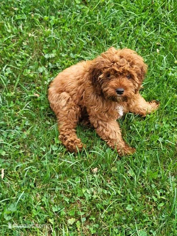 Chipper – Cavapoo puppy for sale in Lyons, NY