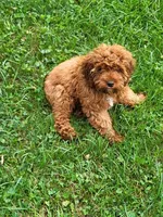 Chipper, a male Cavapoo for sale in Lyons, NY – 1 of 5