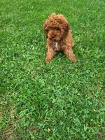 Chipper, a male Cavapoo for sale in Lyons, NY – 3 of 5