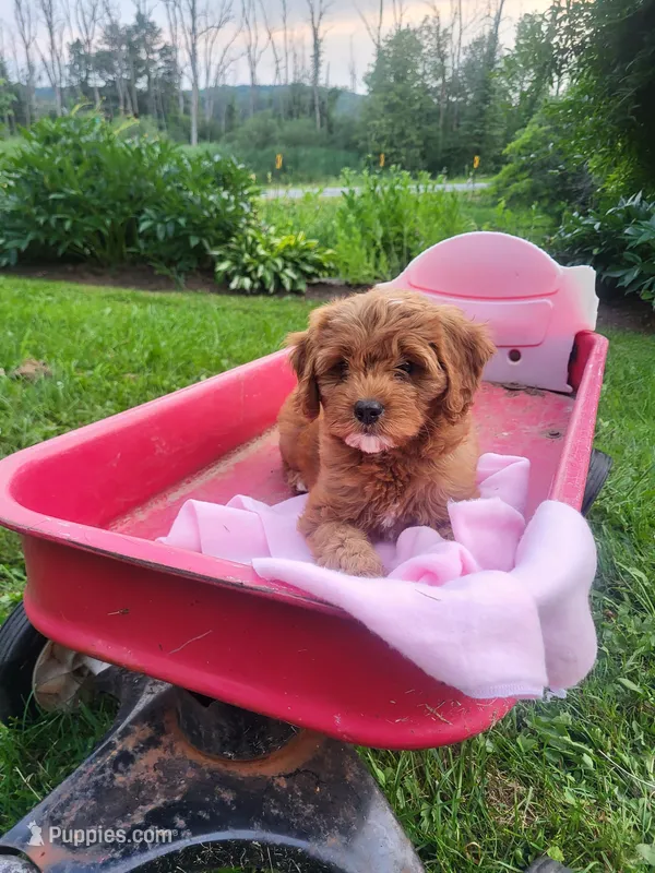 Iris  – Cavapoo puppy for sale in Lyons, NY