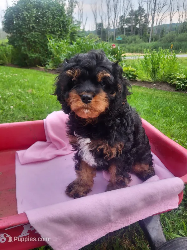 DAISY  – Cavapoo puppy for sale in Lyons, NY