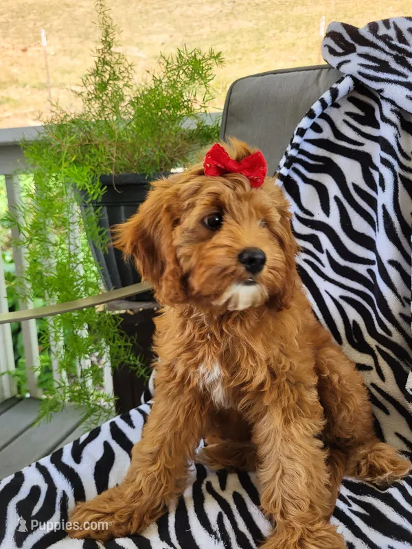 Iris  – Cavapoo puppy for sale in Lyons, NY