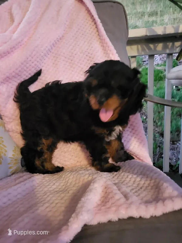 DAISY  – Cavapoo puppy for sale in Lyons, NY
