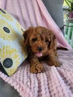 Iris , a female Cavapoo for sale in Lyons, NY – 3 of 4