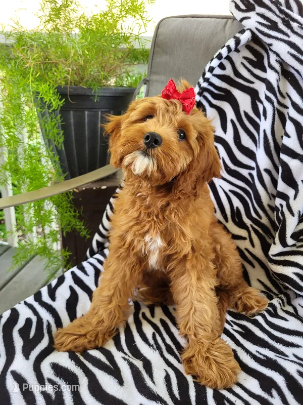 Iris  – Cavapoo puppy for sale in Lyons, NY
