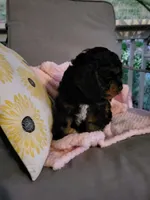 DAISY , a female Cavapoo for sale in Lyons, NY – 5 of 5
