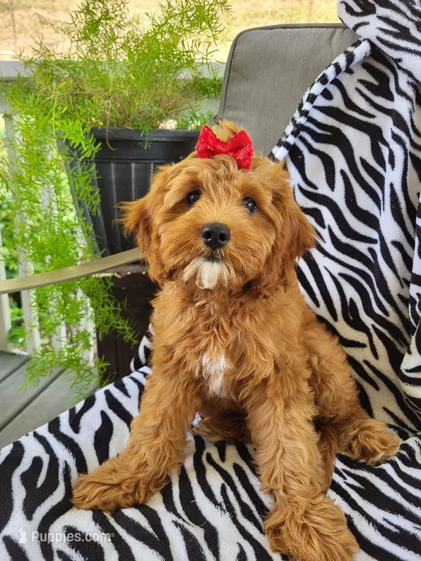 Iris  – Cavapoo puppy for sale in Lyons, NY