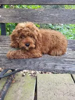 Chipper, a male Cavapoo for sale in Lyons, NY – 2 of 5